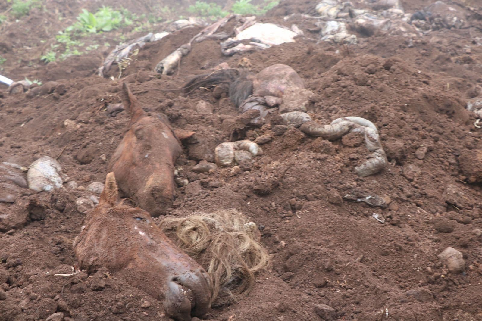 MP deve divulgar hoje (17) lista dos estabelecimentos que vendiam hambúrgueres com carne de cavalo