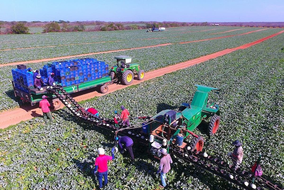 Fazenda com a maior produção de melão do mundo fica no Rio Grande do Norte