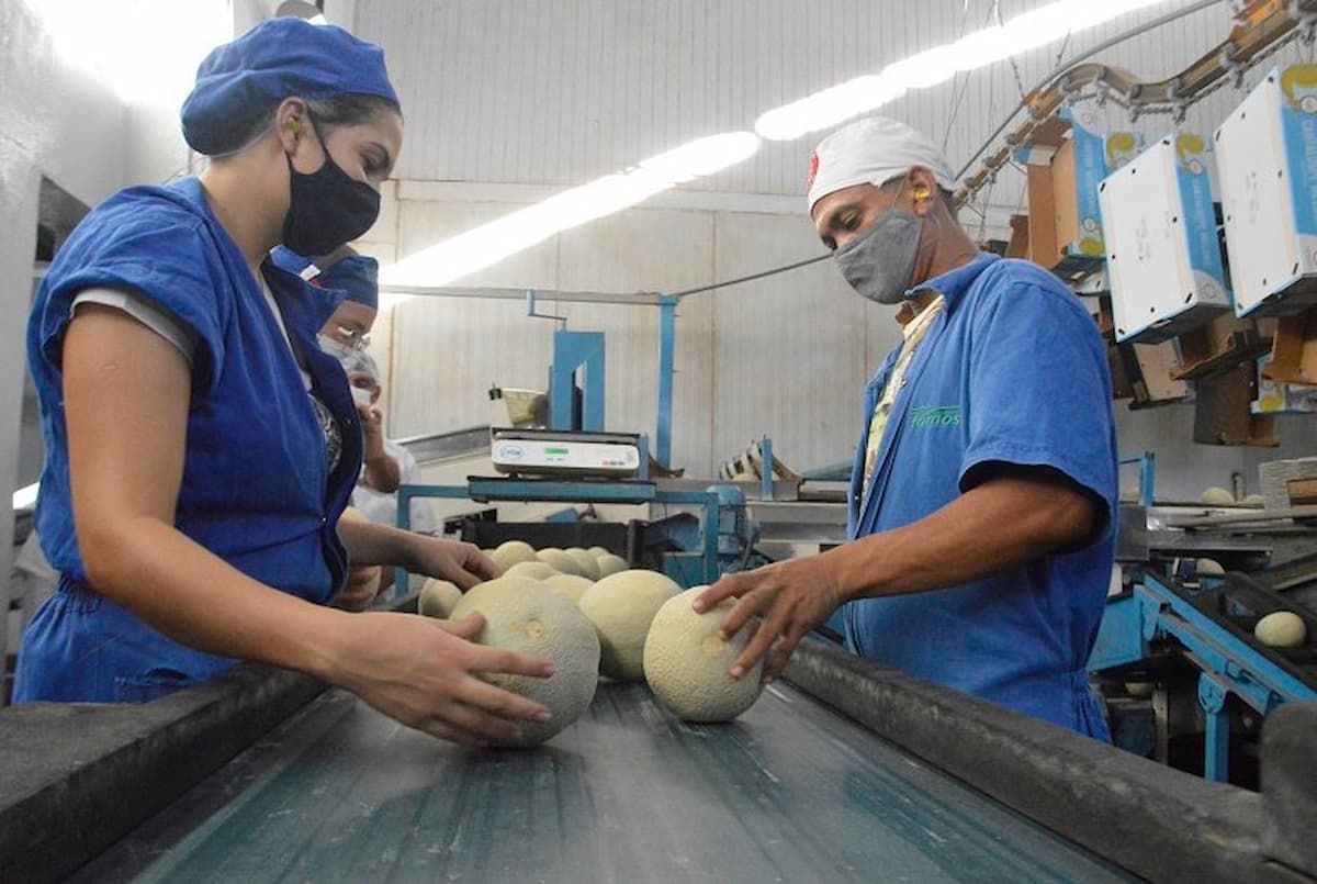 Fazenda com a maior produção de melão do mundo fica no Rio Grande do Norte