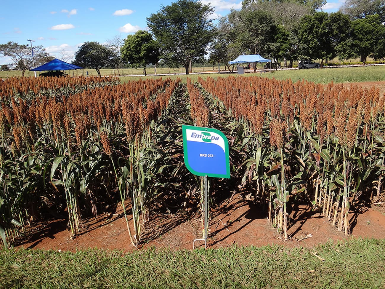 Sorgo: produção no Brasil sobe mais de 36% em apenas uma safra