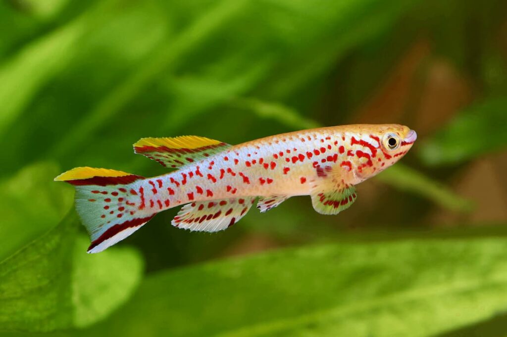 Killifish, descoberta revela segredo para viver mais de 400 anos