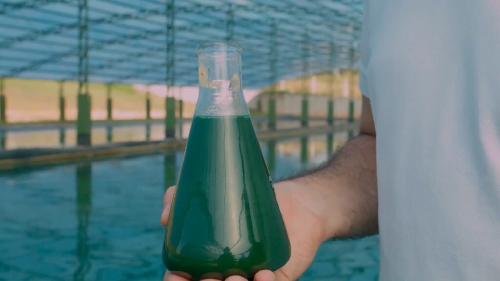 Spirulina, alimento usado pela NASA e produzido em MT