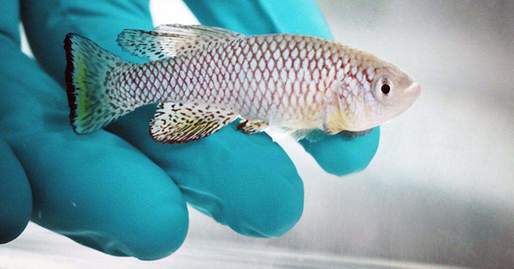 Killifish, descoberta revela segredo para viver mais de 400 anos