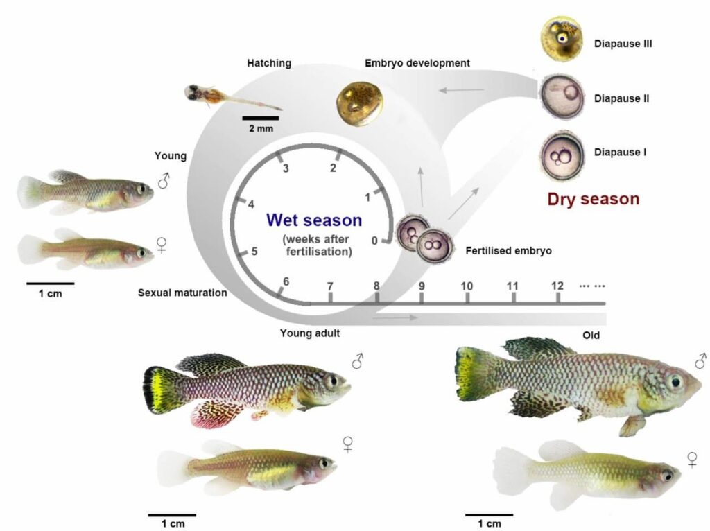 Killifish, descoberta revela segredo para viver mais de 400 anos