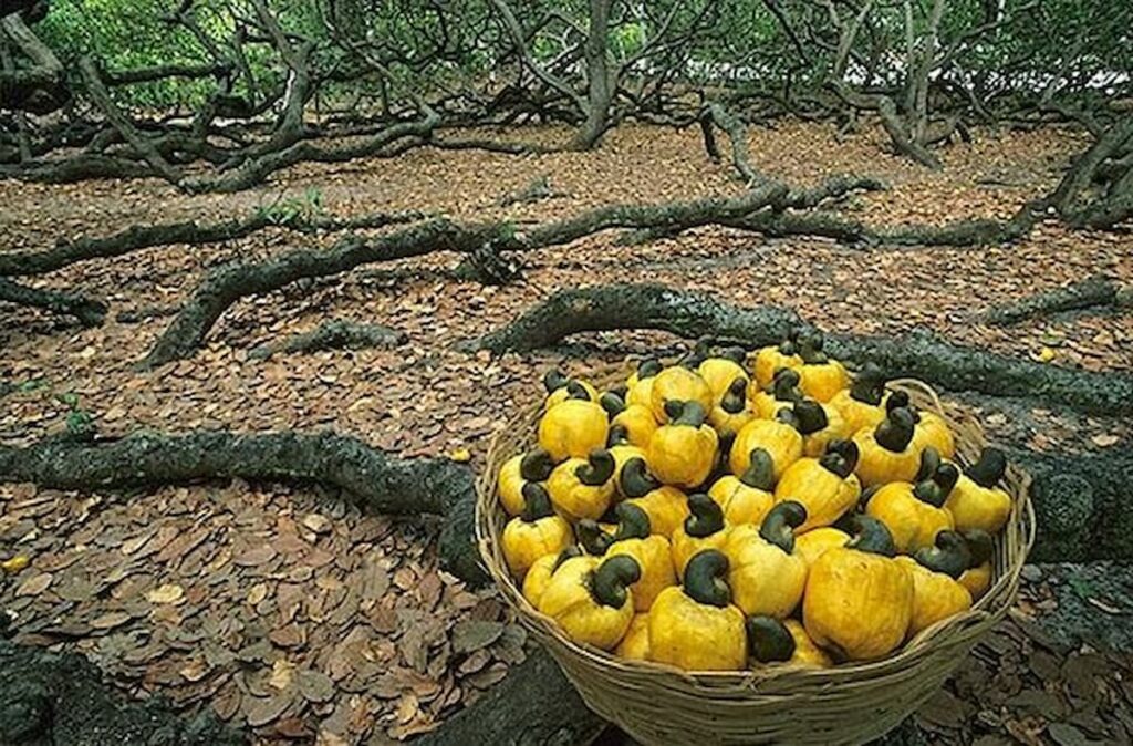 Maior cajueiro do mundo pode perder seu título