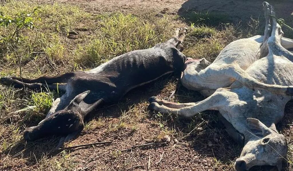 Frio intenso no Pantanal mata mais de MIL bovinos e prejuízo chega a R$ 3 milhões